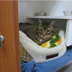 pets clinic